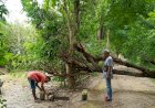 Polres-Kupang-Himbau-Warga-Waspadai-Pohon-Tumbang