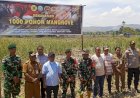 Polsek-Amfoang-Timur-bersinergi-dengan-TNI-dan-Masyarakat-sukseskan-Penanaman-1200-Anakan-Mangrove