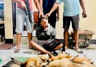 Bawa-Lima-Ekor-Anjing-Curian,-Pelaku-Pencurian-Hewan-Dibekuk-Resmob-Polres-Kupang-di-Sulamu