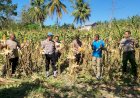 Panen-Perdana-Jagung-Kelompok-Tani-Putri-Lala,-Polsek-Kupang-Timur-Dukung-Ketahanan-Pangan-Daerah