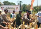 Panen-Raya-Jagung-Pertiwi-3-di-Sulamu,-Polres-Kupang-Dukung-Swasembada-Pangan