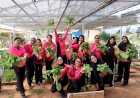 Panen-Sawi-hingga-cabai,-Pekarangan-Pangan-Lestari-Bhayangkari-Polres-Kupang-Berbuah-Manis