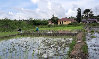 Program-unggulan-Polres-Kupang-Manfaatkan-air-berlimpah-Tanam-padi-dan-budidaya-ikan