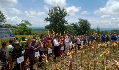 Wakapolda-Dampingi-Gubernur-NTT-Panen-Raya-Jagung-Hibrida-di-Kampung-Taiti