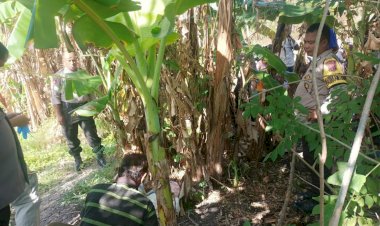 Geger--Bayi-Laki-Laki-Ditemukan--Warga-Oesao-ditengah-Rumpun-Pohon-Pisang