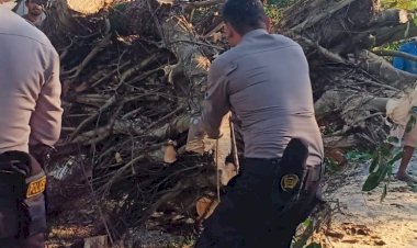 Langkah -Cepat-Samapta-Polres-Kupang,-Tebang-Pohon-Yang-Tumbang-di-Jalan-Timor-Raya,-Arus-Lalin-Kembali-Lancar