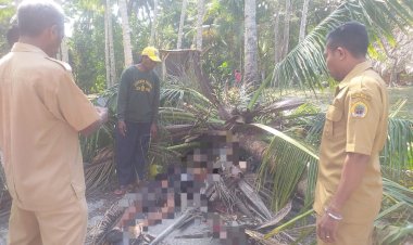 Warga-Desa-Oenoni-II-Tewas-Tertimpa-Pohon-Kelapa-Yang-Tumbang-Ditiup-Angin-Kencang