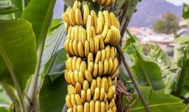 Diduga-Curi-400-Anakan-Pisang-Cavendis-GET-Ditetapkan-Jadi-Tersangka--Oleh-Penyidik-Polres-Kupang