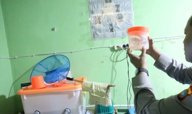 Polisi-Berhasil-Menggagalkan-Penyelendupan-Benih-Lobster-di-Babel