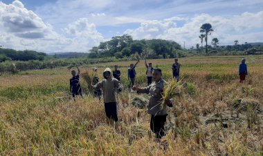 Ikut-Panen-Padi-Bersama-Pemuda-Gereja-Sion,-Bhabinkamtibmas-Desa-Benu-Dukung-Inovasi-Kaum-Muda
