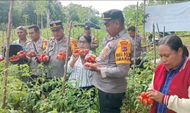 Polsek-Amarasi-Gelar-Panen-Raya-Bersama-Kelompok-Tani-Oebitan-di-Desa-Kotabes
