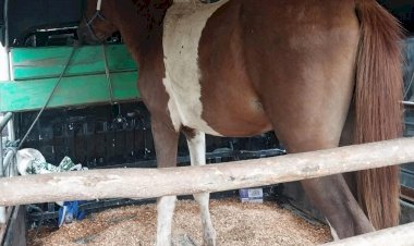 Satgas-Curnak-Polres-Kupang-Berhasil-Tangkap-Residivis-Pencuri-Ternak-dan-Komplotannya