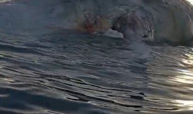 Satu-Ekor-Ikan-Paus-Ditemukan-Terdampar-Mati-di-Perairan-Barate-Kabupaten-Kupang 