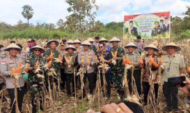 Polda-NTT-Gelar-Panen-Raya-Jagung-Serentak-Kuartal-II-di-29,62-Hektar-Lahan-Bersama-Presiden-dan-Kapolri