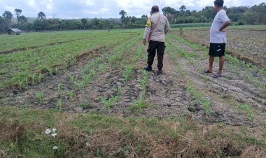 Monitoring-Tanam-Jagung-Kuartal-3-di-Desa-Pantulan:-Pertumbuhan-Baik,-Dukungan-Terus-Berlanjut