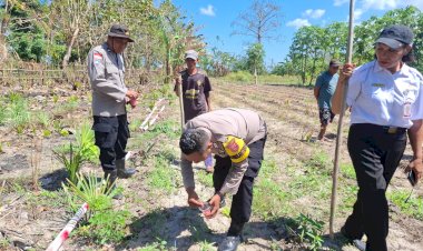 Dukung-Swasembada-Pangan,-Polsek-Fatuleu-dan-PPL-Gelar-Penanaman-Ulang-Jagung-Kuartal-III-di-Desa-Naunu