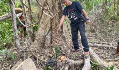 Warga-Honuk-Tewas-Jatuh-dari-Pohon-Deras,-Polisi-Lakukan-Olah-TKP