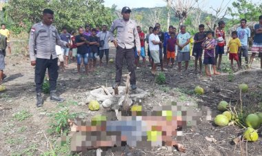 Seorang-Pria-di-Amfoang-Barat-Laut-Meninggal-Dunia-Diduga-Akibat-Jatuh-dari-Pohon-Kelapa