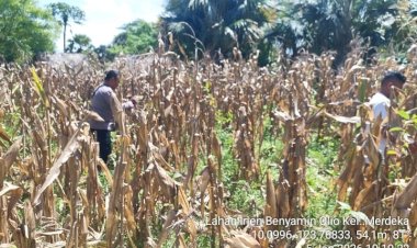 Polsek-Kupang-Timur-Dukung-Swasembada-Pangan-2026-Lewat-Panen-Jagung-Kuartal-IV-di-Kelurahan-Merdeka