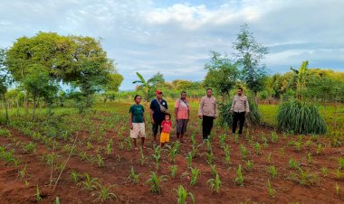 Polsek-Amfoang-Timur-Bersama-PPL-Tinjau-Perkembangan-Jagung-Hibrida-Bantuan-Polres-Kupang