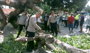 Gerak-Cepat-Sat-Samapta-Polres-Kupang-Evakuasi-Pohon-Tumbang-di-Jalan-Timor-Raya-KM-13