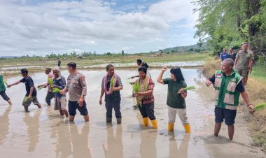 Kapolsek-AOT-Hadiri-Penanaman-Simbolis-Padi-Bersama-Kelompok-Tani-di-Oebibi