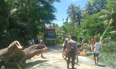 Polsek-Fatuleu-Buka-Kembali-Akses-Jalan-Timor-Raya-Usai-Pohon-Tumbang