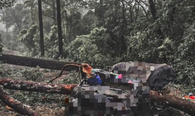 Mobil-Pick-Up-Tertimpa-Pohon-di-Timau,-Sopir-Terjebak-dan-Dilarikan-ke-Puskesmas