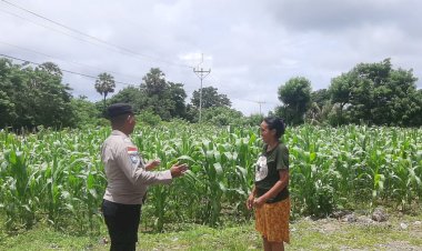 Bhabinkamtibmas-Polsek-Semau-Motivasi-Warga-Desa-Uiasa-Terus-Tanam-Jagung-Demi-Ketahanan-Pangan