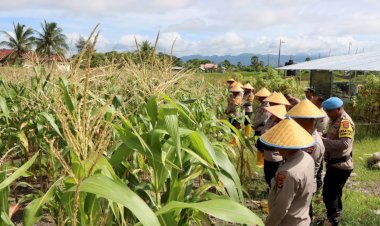 Kapolres-Kupang-Pimpin-Panen-Raya-Jagung-Pulut-di-Lahan-Eko-Wisata-Tantya-Sudhirajati
