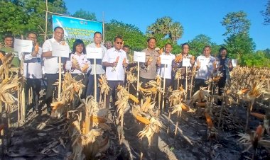 Panen-Jagung-Hibrida-di-Kupang-Timur,-Optimalkan-Lahan-Menuju-Daerah-Sentra-Jagung