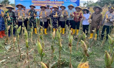 Dukung-Ketahanan-Pangan-Nasional,-Kapolda-NTT-dan-Kapolres-Kupang-Gelar-Panen-Raya-Jagung-di-Tuatuka