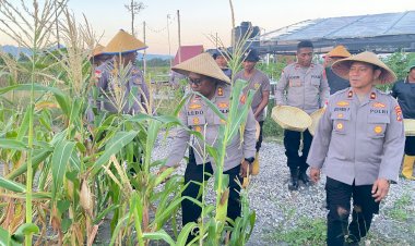 Untuk-Kedua-Kalinya,-Polres-Kupang-Panen-Jagung-Ketan-di-Ekowisata-Tantya-Sudhirajati