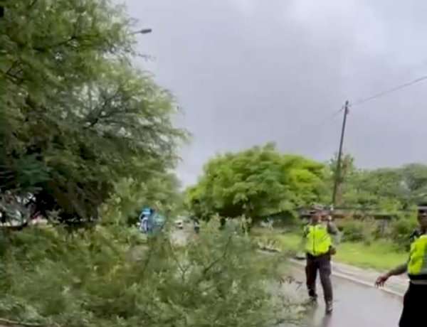 Sat Lantas Polres Kupang Sigap Evakuasi Pohon Tumbang di Jalan Timor Raya