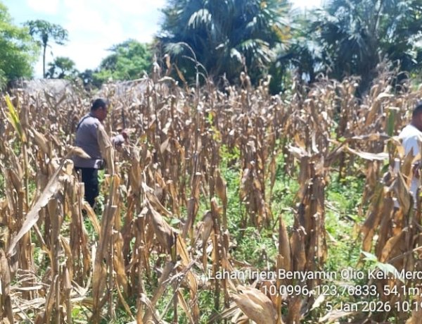 Polsek Kupang Timur Dukung Swasembada Pangan 2026 Lewat Panen Jagung Kuartal IV di Kelurahan Merdeka