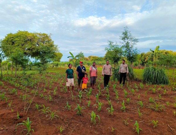 Polsek Amfoang Timur Bersama PPL Tinjau Perkembangan Jagung Hibrida Bantuan Polres Kupang