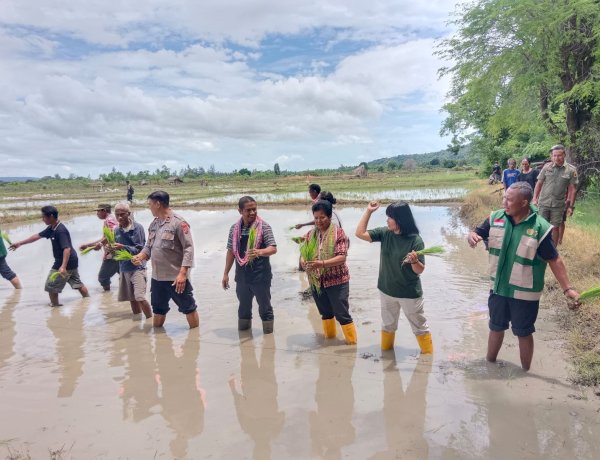 Kapolsek AOT Hadiri Penanaman Simbolis Padi Bersama Kelompok Tani di Oebibi