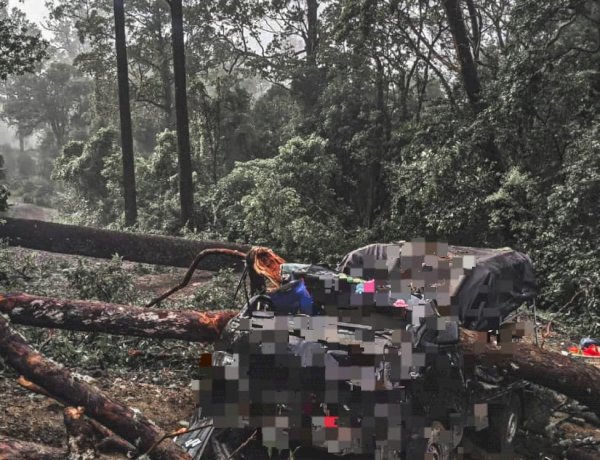 Mobil Pick-Up Tertimpa Pohon di Timau, Sopir Terjebak dan Dilarikan ke Puskesmas