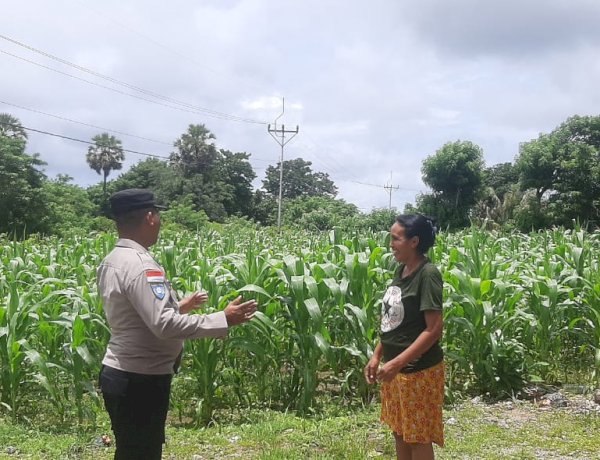 Bhabinkamtibmas Polsek Semau Motivasi Warga Desa Uiasa Terus Tanam Jagung Demi Ketahanan Pangan
