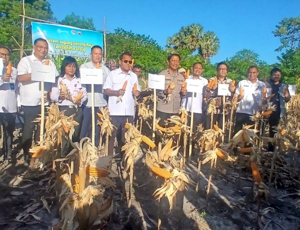 Panen Jagung Hibrida di Kupang Timur, Optimalkan Lahan Menuju Daerah Sentra Jagung