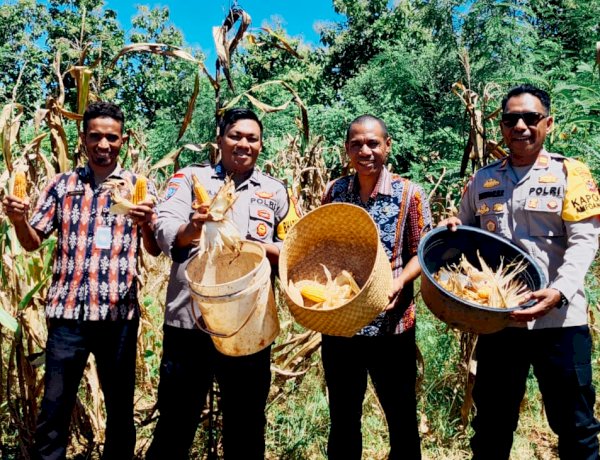 Polsek Amfoang Timur Panen Jagung di Lahan Binaan, Dukung Swasembada Pangan 2026