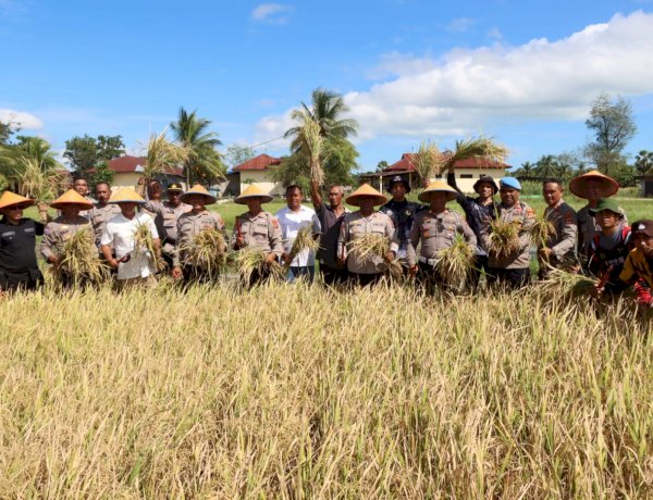 Penuh Sukacita, Kapolres Kupang Pimpin Panen Padi di Lahan Ekowisata Tantya Sudirajati