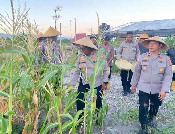 Untuk Kedua Kalinya, Polres Kupang Panen Jagung Ketan di Ekowisata Tantya Sudhirajati