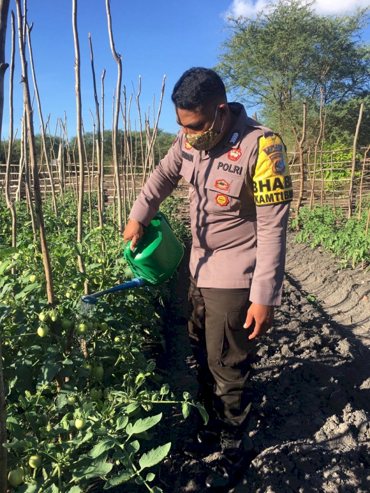 Bhabinkamtibmas,dukung progam ketahanan pangan,masuk sawah berikan motivasi kepada para petani