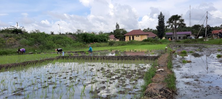 Program unggulan Polres Kupang Manfaatkan air berlimpah Tanam padi dan budidaya ikan