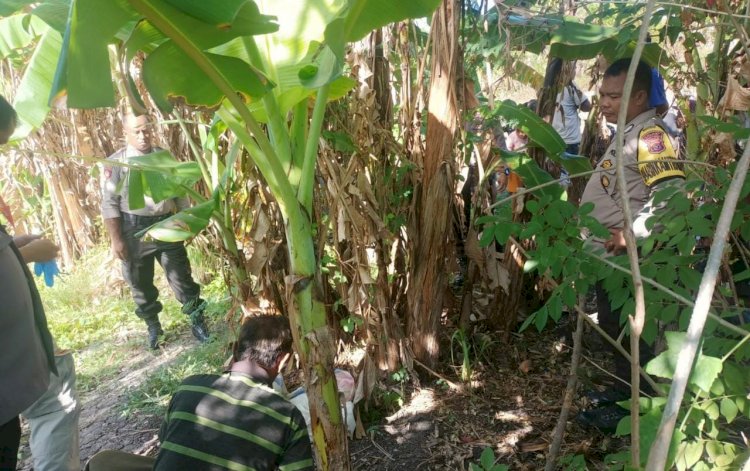 Geger  Bayi Laki-Laki Ditemukan  Warga Oesao ditengah Rumpun Pohon Pisang