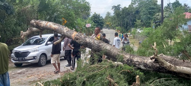 Gerak Cepat Polsek Takari Atasi Pohon Tumbang di Jalan Timor Raya km 66 Takari