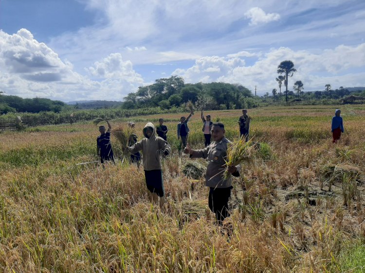 Ikut Panen Padi Bersama Pemuda Gereja Sion, Bhabinkamtibmas Desa Benu Dukung Inovasi Kaum Muda