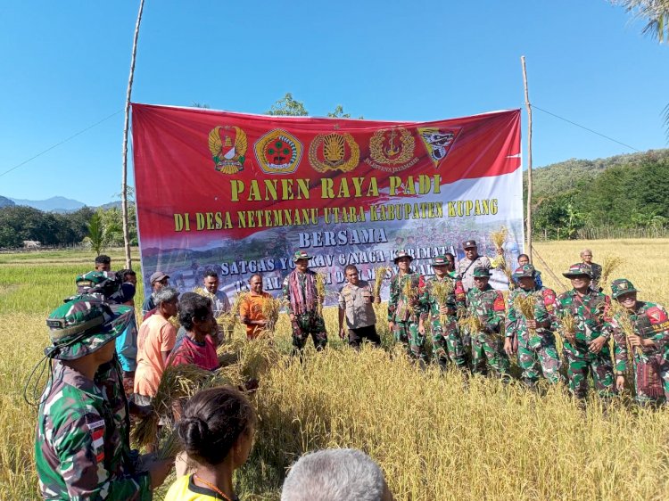 Bangun Sinergitas TNI-Polri di Perbatasan Negara, Kapolsek Amfoang Timur Hadiri Panen Raya Satgas Pamtas Yon Kav 6/Naga Karimata