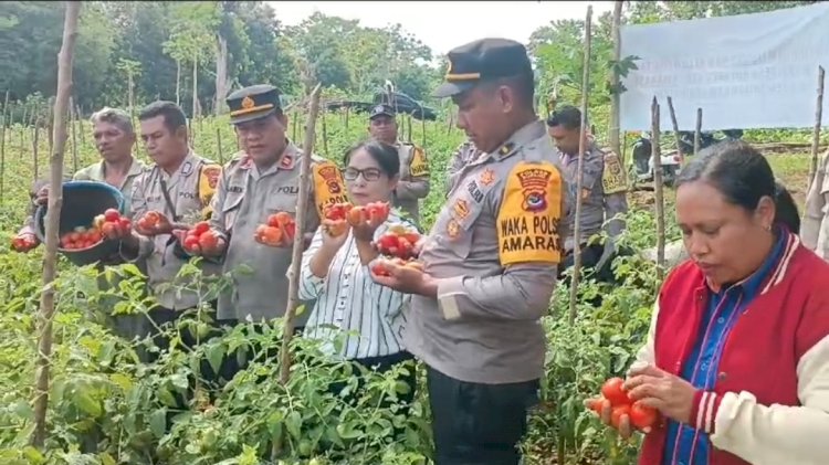 Polsek Amarasi Gelar Panen Raya Bersama Kelompok Tani Oebitan di Desa Kotabes